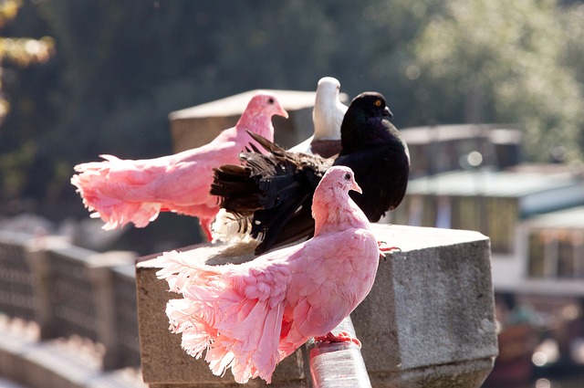 得分机会 得分机会