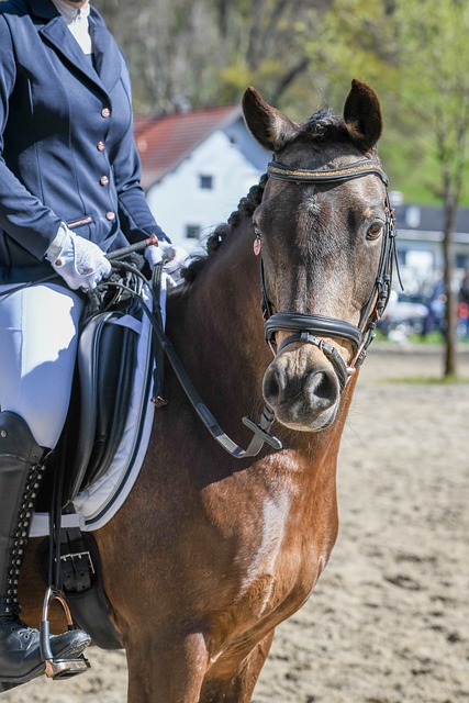 参加校篮球 参加校篮球