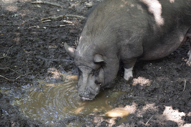的技术水平 的技术水平